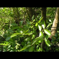 Pistachier Terebinthe - Pistacia terebinthus (fam Anacardiacees) (rg Mediterraneenne) (2)